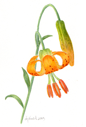 Lilium washingtonianum watercolor by Vorobik